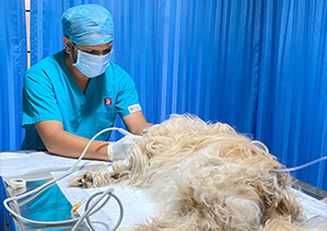 best pet clinic in vizag2